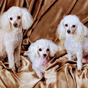 Meet your Posher, Joy